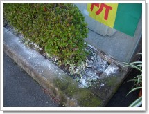 アリ駆除.JPG