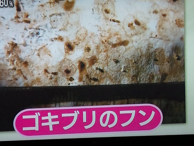 効果 ゴキブリ ホイホイ ゴキブリホイホイにかからない？冷蔵庫の下より効果的な置き方・置き場所を解説！