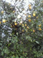 レモンの木（全体図）.jpg