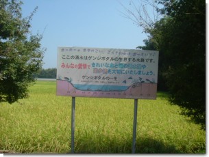 ゲンジホタルの一生.JPG