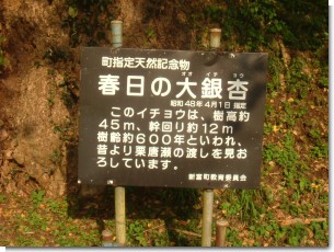 春日の大銀杏.JPG